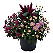 Herbstdekoflower 23 5 Sorten bepflanzt