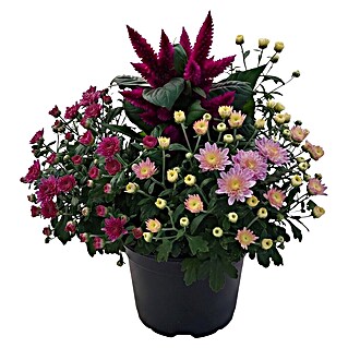 Piardino Pflanzen-Mix Herbst Flowers (Topfgröße: 19 cm)