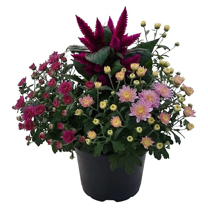 Piardino Pflanzen-Mix Herbst Flowers - Topfgröße: 19 cm - Ein schwarzer Blumentopf mit leuchtend violettem Federbusch und Chrysanthemen in Rosa- und Gelbtönen.