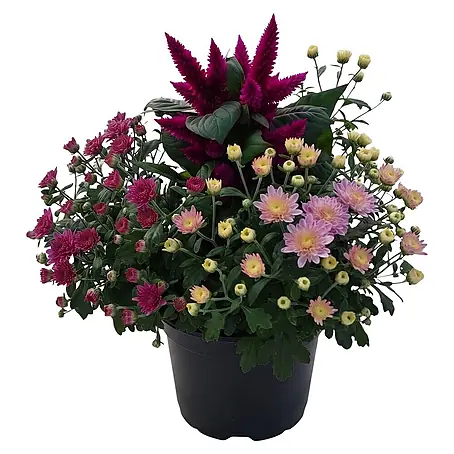 Piardino  Pflanzen-Mix Herbst Flowers