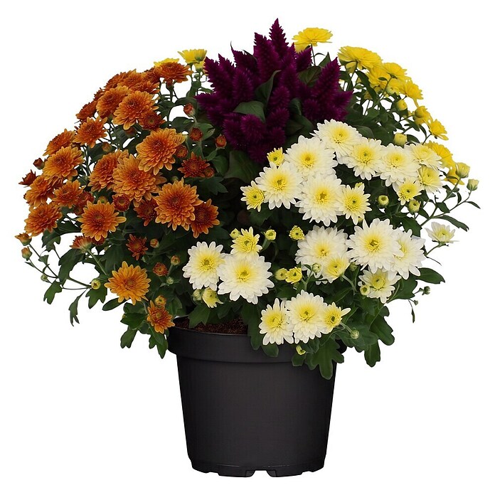 Herbstdekoflower 23 5 Sorten bepflanzt