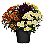 Herbstdekoflower 23 5 Sorten bepflanzt