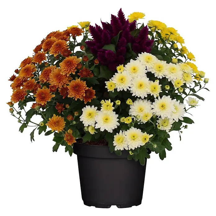 Piardino Pflanzen-Mix Herbst Flowers - Topfgröße: 19 cm - Schwarzer Topf mit einer Mischung aus orangen, gelben, weißen Chrysanthemen und dunkelvioletten Celosia-Blüten.