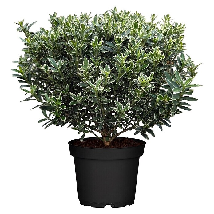 Euonymus fortunei 8