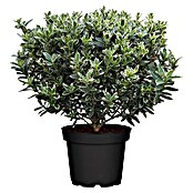 Euonymus fortunei 8