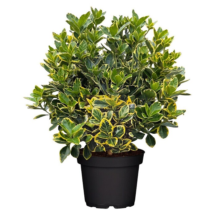 Euonymus fortunei 8