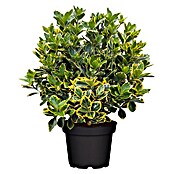 Euonymus fortunei 8