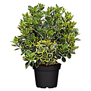 Piardino Spindelstrauch (Euonymus fortunei)