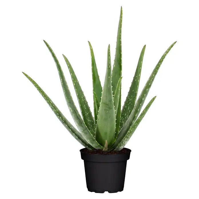 Piardino Aloe vera - Aloe Vera, Topfgröße: 14 cm - Grüne Aloe Vera Pflanze mit spitzen Blättern in einem schlichten schwarzen Topf.
