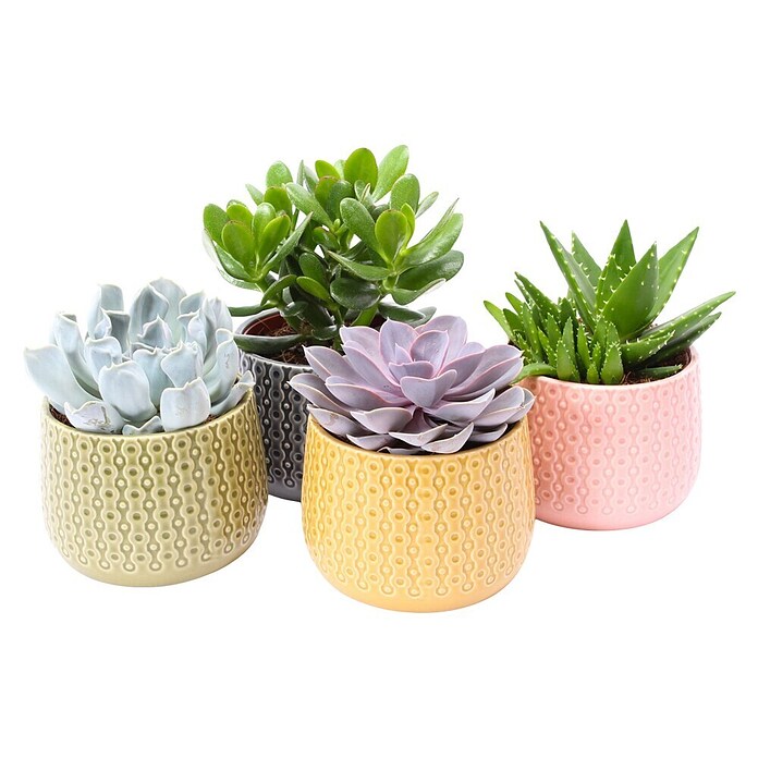 Piardino Sukkulenten (Succulent Hybride, Topfgröße: 15 cm) | BAUHAUS