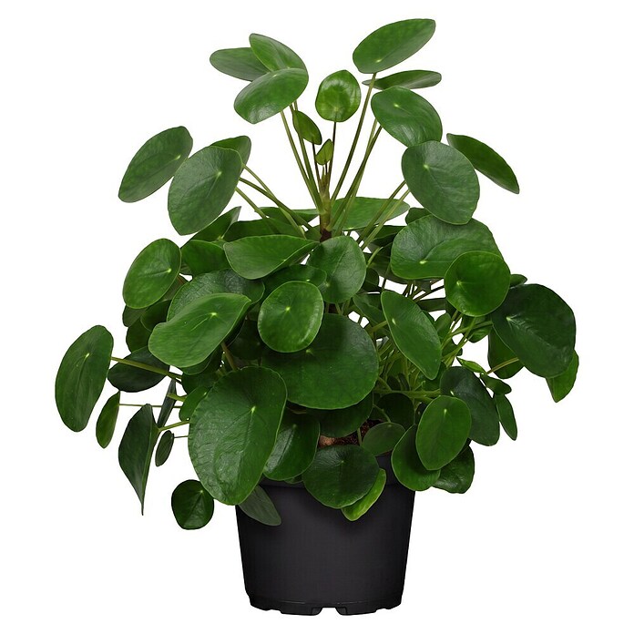 Piardino Glückstaler (Pilea peperomioides, Topfgröße: 17 cm) | BAUHAUS