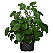 Piardino Glückstaler (Pilea peperomioides, Topfgröße: 17 cm) | BAUHAUS