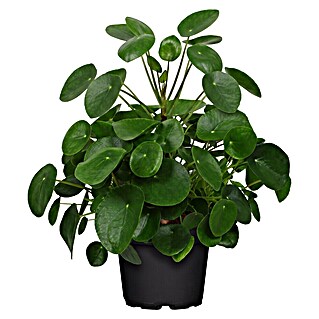 Piardino Glückstaler (Pilea peperomioides, Topfgröße: 17 cm)