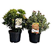 Japanisches Schattenglöckchen Pieris in Sorten (Pieris, Topfgröße: 23 cm) | BAUHAUS