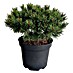 Staude Pinus Veredelungen