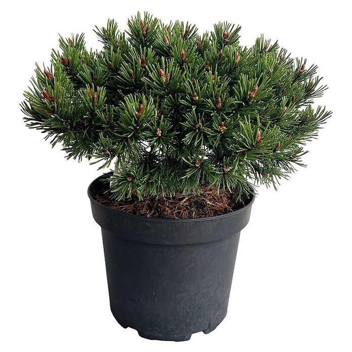 Staude Pinus Veredelungen () | BAUHAUS