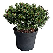Staude Pinus Veredelungen () | BAUHAUS