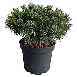 Staude Pinus Veredelungen