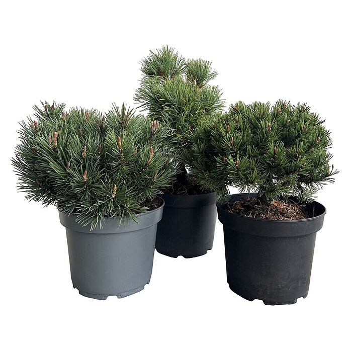 Staude Pinus Veredelungen () | BAUHAUS