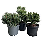 Staude Pinus Veredelungen () | BAUHAUS