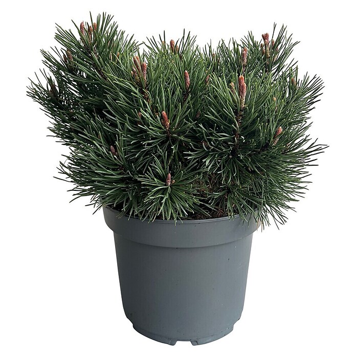Staude Pinus Veredelungen () | BAUHAUS