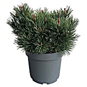 Staude Pinus Veredelungen () | BAUHAUS