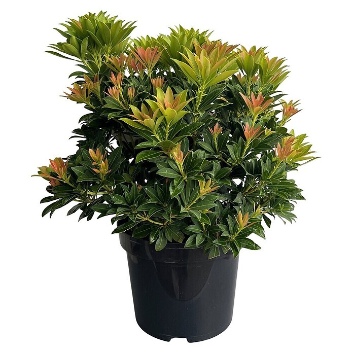 Japanisches Schattenglöckchen Pieris in Sorten (Pieris, Topfgröße: 23 cm) | BAUHAUS