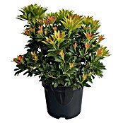 Japanisches Schattenglöckchen Pieris in Sorten (Pieris, Topfgröße: 23 cm) | BAUHAUS
