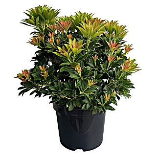 Japanisches Schattenglöckchen Pieris in Sorten (Pieris, Topfgröße: 23 cm)