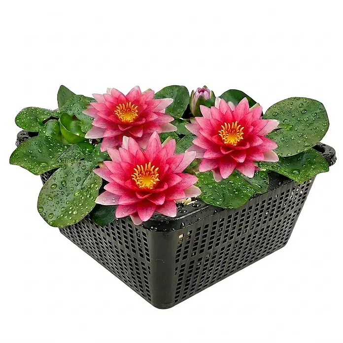 Vdvelde Seerose - Nymphaea Attraction - Schwarzer, perforierter Pflanzkorb mit rosa Seerosen und grünen Blättern, geeignet für Wasserpflanzen.