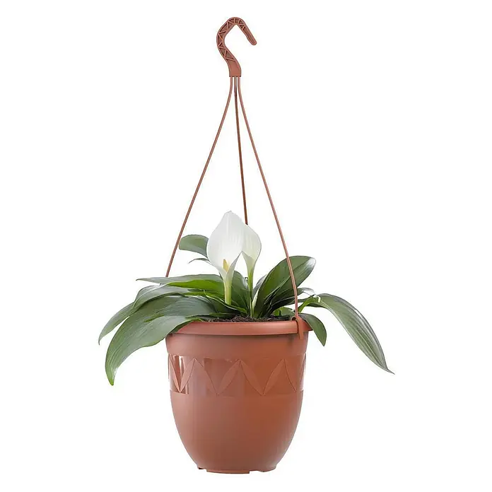 Plastard Blumenampel Ø 24 cm in Terrakotta mit Aufhänger, Deko Blumentopf - 1 Stk., Außenmaß (Ø x H): 24 x 20 cm, Kunststoff, Terrakotta - Brauner Kunststoff-Hängekorb mit einer weißen Calla-Lilien-Pflanze.