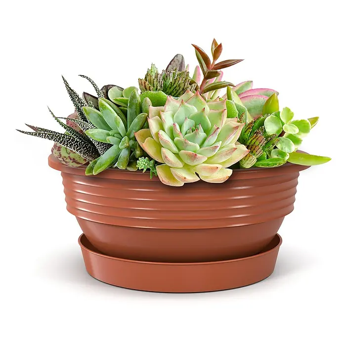 Plastard Pflanzschale rund 5er Set Pflanzenschalen Ø 52 cm mit Untersetzer rund – Terrakotta - 5 Stk., Außenmaß (Ø x H): 52 x 17,5 cm, Kunststoff, Terrakotta - Brauner Pflanzentopf mit Untertasse, gefüllt mit verschiedenen grünen und bunten Sukkulenten.