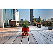 Windhager Jutezopf (Natur, Ø x L: 12 mm x 2 m)