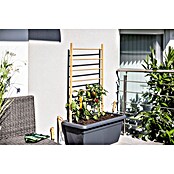 Windhager Rankhilfe Holzleiter (80 x 170 cm, Holz, Hellbraun) | BAUHAUS