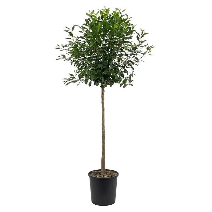 Piardino Zierkirsche - Prunus 'eminens', Aktuelle Wuchshöhe: 170 cm, Stammhöhe: 150 cm - Kleiner grüner Topfbaum mit schlankem Stamm in einem schwarzen Plastiktopf.
