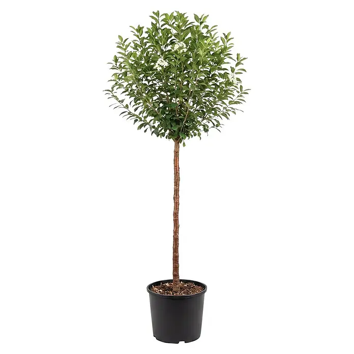 Piardino Zierkirsche - Prunus serrulata Umbraculifera, Aktuelle Wuchshöhe: 170 cm, Stammhöhe: 120 cm - Gärtnerisch geformte Pflanze mit grünen Blättern, weißen Blüten und einem schlanken braunen Stamm in einem schwarzen Topf.