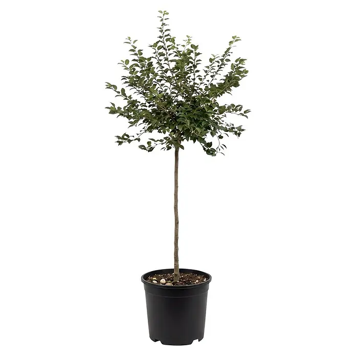 Piardino Zierkirsche - Prunus incisa 'Cunera', Aktuelle Wuchshöhe: 200 cm, Stammhöhe: 150 cm - Ein junger, grün belaubter Baum oder Strauch mit schlankem Stamm in einem runden schwarzen Topf.