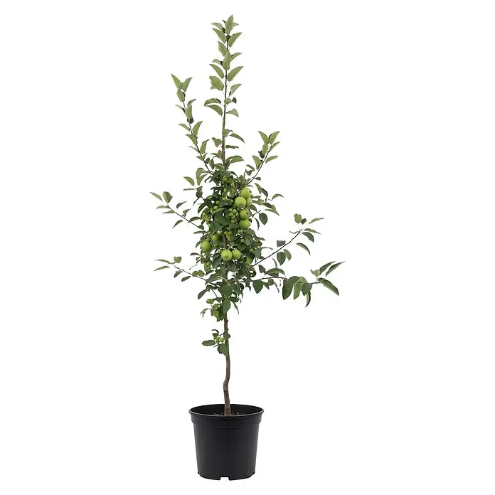 Piardino Zierapfel Evereste - Malus, Aktuelle Wuchshöhe: 200 cm - Topf-Apfelbaum mit grünen Äpfeln und Blättern in einem schwarzen Topf.