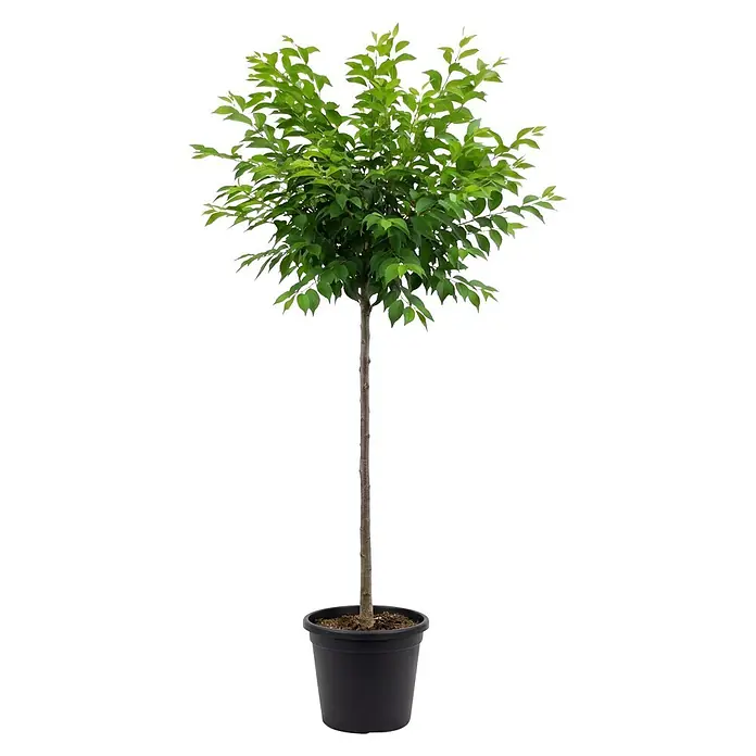 Piardino Zierkirsche - Prunus subhirtella 'Autumnalis Rosea', Aktuelle Wuchshöhe: 170 cm, Stammhöhe: 120 cm - Kleiner Baum mit grünen Blättern und braunem Stamm in einem schwarzen Topf.