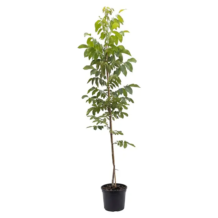 Piardino Walnussbaum Broadview - Juglans regia, Aktuelle Wuchshöhe: 200 cm - Kleiner Baum mit grünen Blättern in schwarzem Topf mit Stützpfahl.
