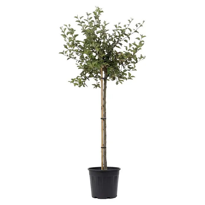Piardino Zierapfel Tina - Malus toringo, Aktuelle Wuchshöhe: 200 cm, Stammhöhe: 150 cm - Topfbaum mit grünen Blättern, braunem Stamm und Bambusstab, in schwarzem Kunststofftopf.