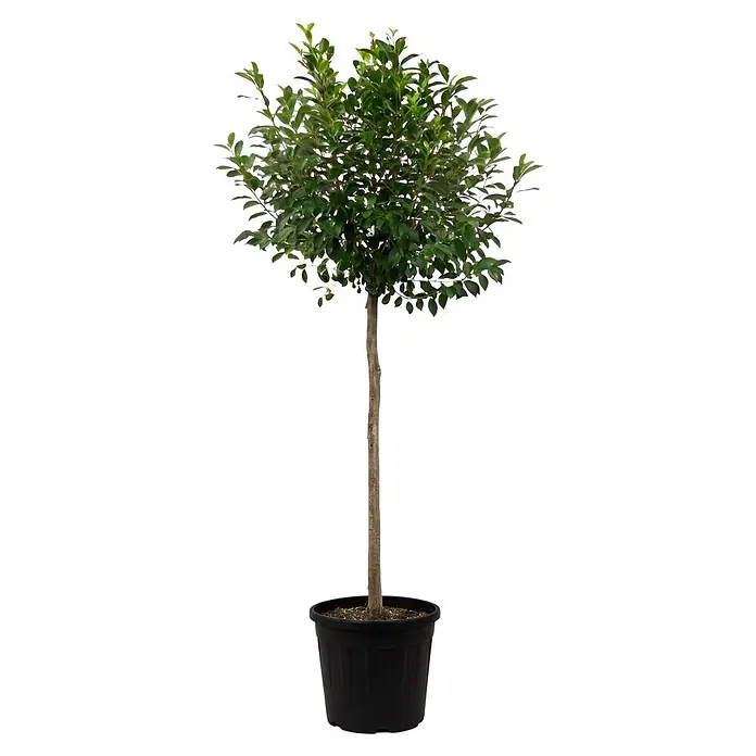 Piardino Zierkirsche - Prunus 'eminens', Aktuelle Wuchshöhe: 170 cm, Stammhöhe: 120 cm - Kleiner Baum oder Topfbaum mit schlankem braunen Stamm und üppigem grünem Laub in schwarzem Topf.