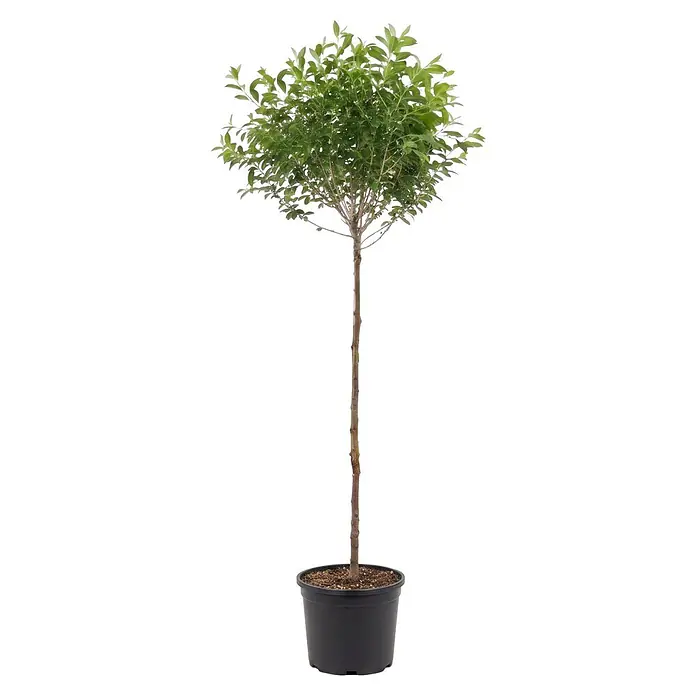 Piardino Zierkirsche - Prunus serrulata Umbraculifera, Aktuelle Wuchshöhe: 200 cm, Stammhöhe: 150 cm - Kleiner Topfbaum mit grünen Blättern und schlankem braunem Stamm in einem schwarzen Pflanztopf.