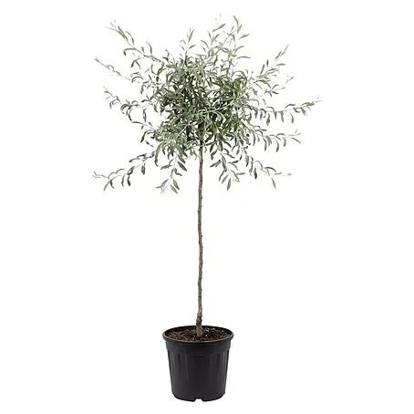 Piardino  Silberbirne Pendula