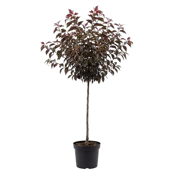 Piardino Zierkirsche Royal Burgundy - Prunus serrulata, Aktuelle Wuchshöhe: 170 cm, Stammhöhe: 120 cm - Kleiner Baum mit dunkelroten/violetten Blättern in einem schwarzen Pflanztopf.