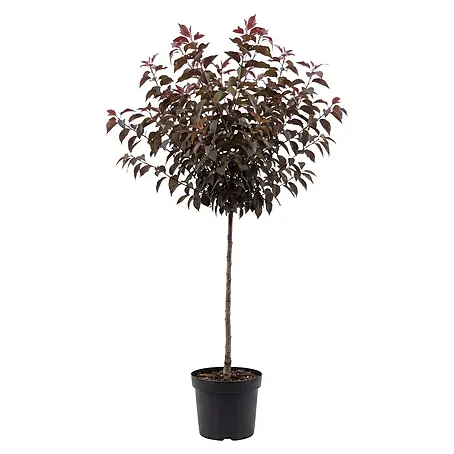 Piardino  Zierkirsche Royal Burgundy