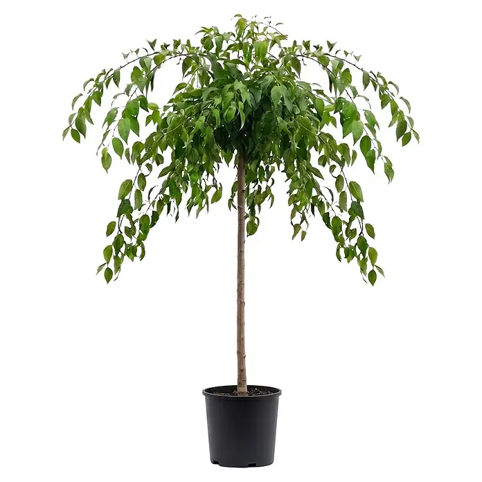 Piardino Zierkirsche - Prunus serrulata Kiku-shidare-zakura, Aktuelle Wuchshöhe: 170 cm, Stammhöhe: 120 cm - Kleiner Baum mit grünen Blättern und hängender Krone in schwarzem Topf.