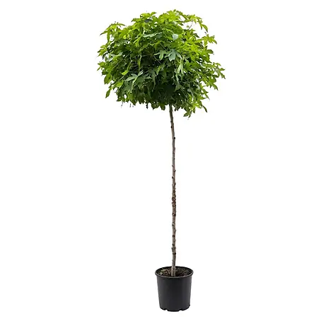 Piardino  Amberbaum Gum ball