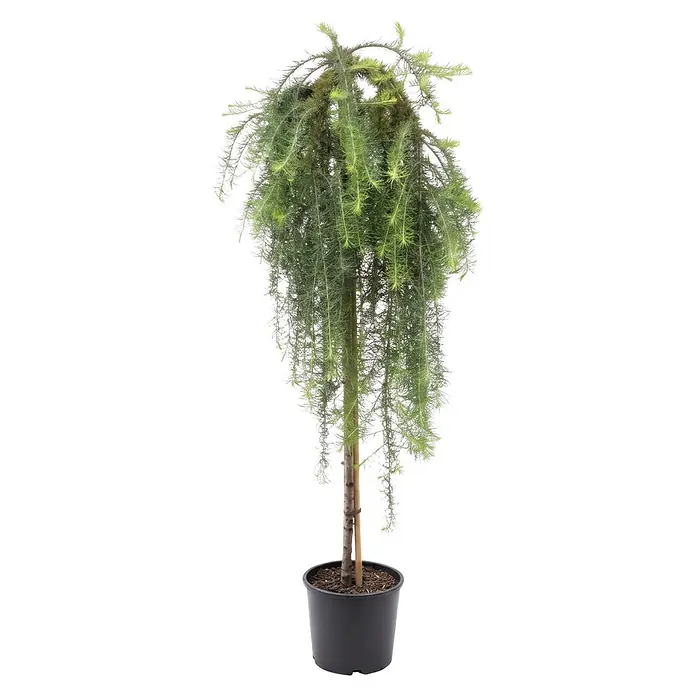 Piardino Japanische Lärche Stiff Weeper - Larix kaempferi, Aktuelle Wuchshöhe: 200 cm, Stammhöhe: 150 cm - Hängende Konifere mit langen grünen Nadeln im schwarzen Topf.