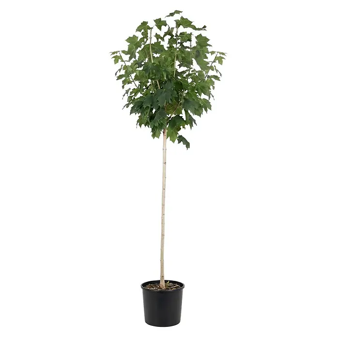 Piardino Kugel-Ahorn Globosum - Acer platanoides, Aktuelle Wuchshöhe: 170 cm, Stammhöhe: 120 cm - Topfpflanze mit grünen Blättern und schlankem Stamm in einem schwarzen Topf.